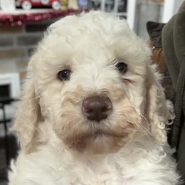 Girl 1 - Parti female Goldendoodle puppy in Cartersville, Georgia from Oodles of doodles nw ga
