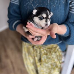 Denali - Black and white female Pomsky puppy in Rathdrum, Idaho from Smart Pomskies and Frenchies