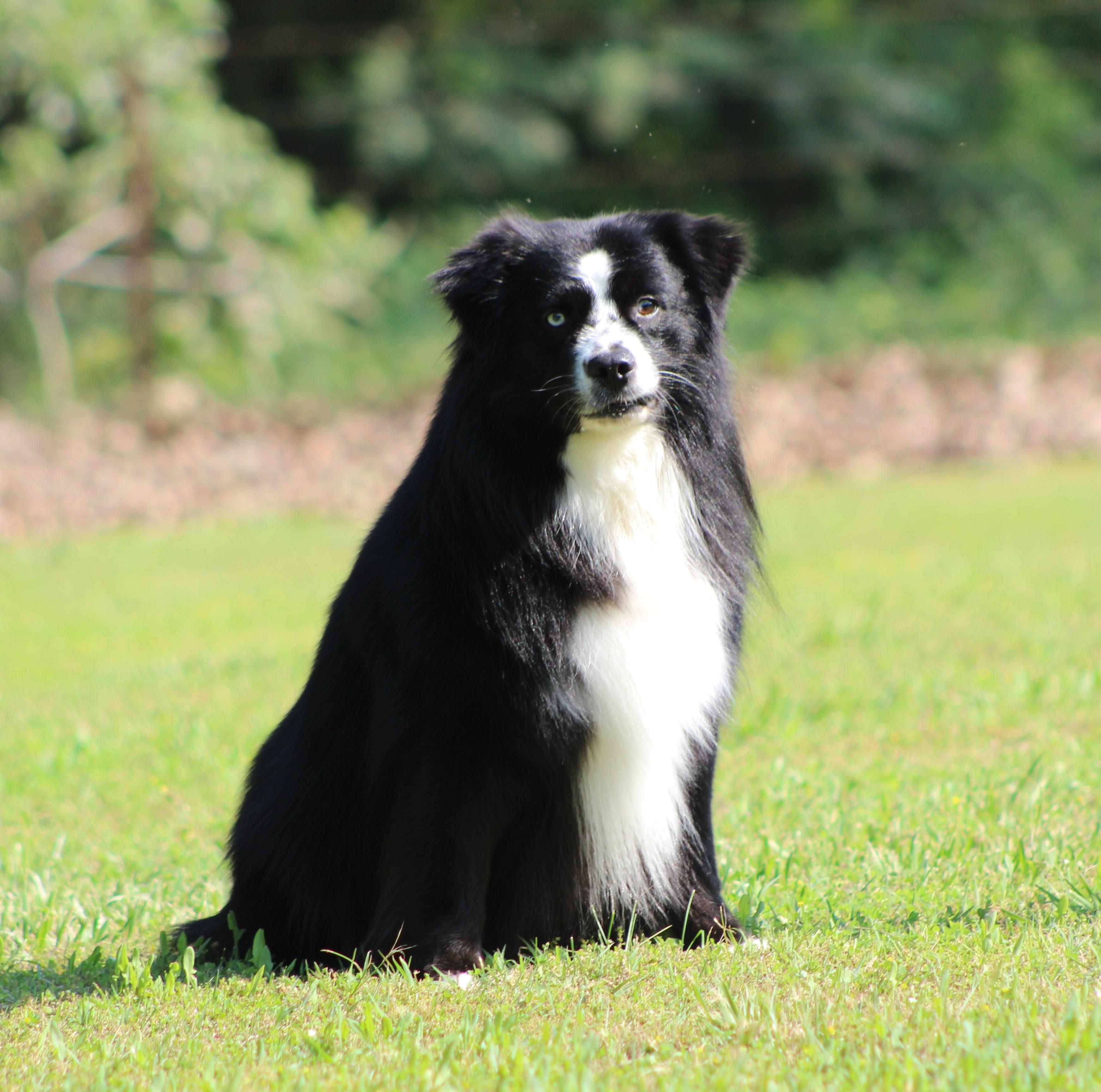 Rocky Hill Aussies in Oklahoma Miniature Australian Shepherd and Toy