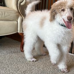 Pembroke Welsh Corgi and Poodle Puppies from Blue Diamond Kennel
