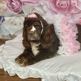 Mocha - Cocker Spaniel