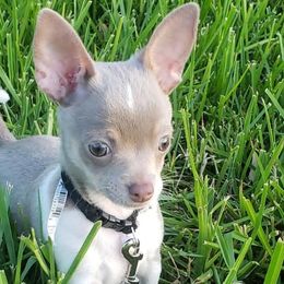 Dallas - Chihuahua