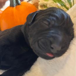 Biscuit - Black male Labrador Retriever puppy in Taylors, South Carolina from Spring Water Labs of the Carolinas