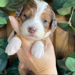 Violet - Sable female Bernedoodle puppy in Superior, Arizona from Mountain Bridge Doodles