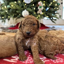 Male 1 - Red  male Goldendoodle puppy in Brooksville, Florida from Kruger Doodles