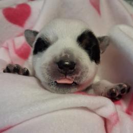 Ryne - Blue male Australian Cattle Dog puppy in Fife Lake, Michigan from Kurczak Farm LLC