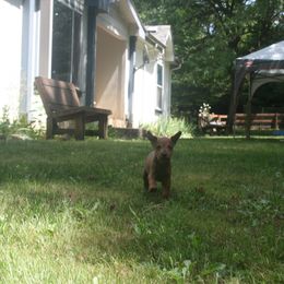 Irish Terrier Puppies from Geordan Irish Terriers