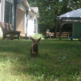 Irish Terrier Puppies from Geordan Irish Terriers