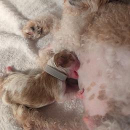 Cavapoo Puppies from Crystal Coast Cavapoodles