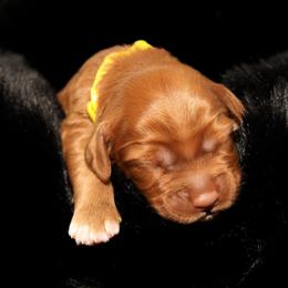 Pavlova - Caramel female Australian Labradoodle puppy in Stanwood, Washington from Victoria Creek Australian Labradoodles