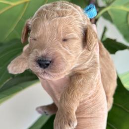 Girl 4 - female Goldendoodle puppy in Gilbert, Arizona from DogHouse Doodles