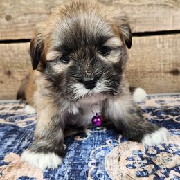 Donatello - Golden male Lhasa Apso puppy in Jefferson, New York from Absolute Lhasa Love