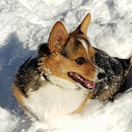 Pembroke Welsh Corgis from St. Lawrence Corgis