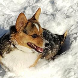 Pembroke Welsh Corgis from St. Lawrence Corgis