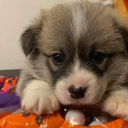 German Shepherds and Pembroke Welsh Corgis from Top Shepherd Perlez