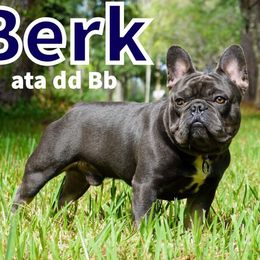 Berk - French Bulldog