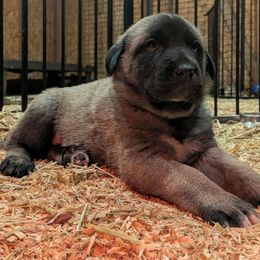 Yellow Girl - Gray fawn female Anatolian Shepherd Dog puppy in Jackson, New Jersey from Homestead Heaney