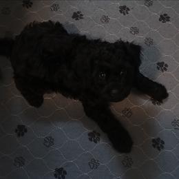 Thumper - Black male Cavapoo puppy in East Providence, Rhode Island from Marta's Cavaliers