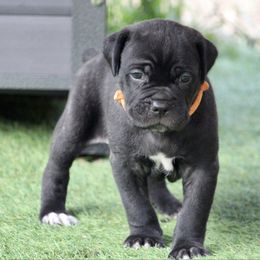 Rock - Black brindle male Cane Corso puppy in Lusby, Maryland from Coastal View Kennels