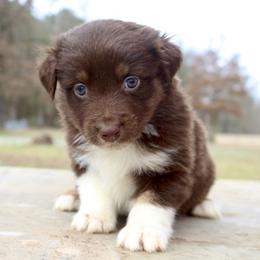 Lala-1000 - Red tri-color female Australian Shepherd puppy in Star City, Arkansas from Blush & Lace Aussie Co.