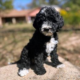 S'more - Black female Goldendoodle puppy in Pittsburg, Texas from Grace Springs Goldendoodles