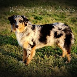Iris - Australian Shepherd