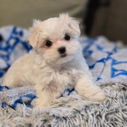 Faye - Health Tested Parents - White male Maltese puppy in Greenville, North Carolina from Amanda's Sugar Sweet Puppies