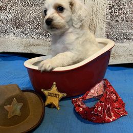Cockapoo Puppies from Country J Canines
