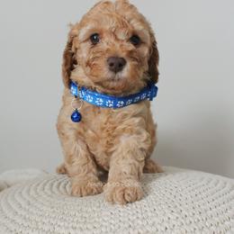 Poodle Puppies from Bruno & Co. Puppies
