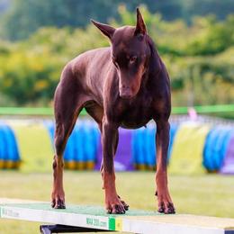 Aveena - Doberman Pinscher