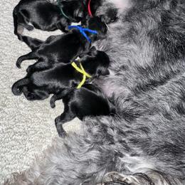 Yellow collar - Black and silver female Miniature Schnauzer puppy in La Fayette, Georgia from Daniels Mini Schnauzers