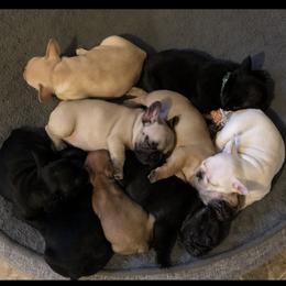 French Bulldog Puppies from Lilac City French Bulldogs