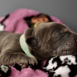Dilute Retriever Puppies from Wicked Pines Retrievers