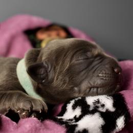 Dilute Retriever Puppies from Wicked Pines Retrievers