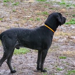 JUPITER - Bluetick Coonhound