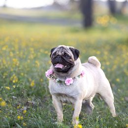 Oaks - Pug