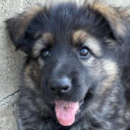 Sonia - German Shepherd puppy from HVC Kennels-Home of Von Monray Elite German Shepherds