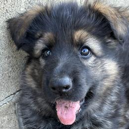 Sonia - German Shepherd puppy from HVC Kennels-Home of Von Monray Elite German Shepherds