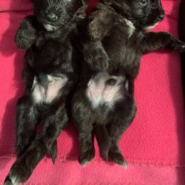 Chinese Crested Puppies from Jewels Chinese Cresteds
