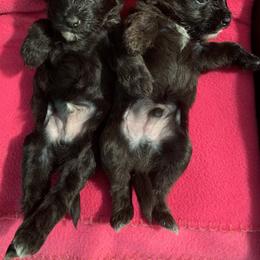 Chinese Crested Puppies from Jewels Chinese Cresteds
