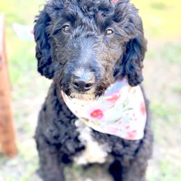 Ruby - Bernedoodle