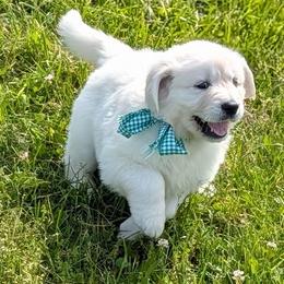 Brianna - Light golden female Golden Retriever puppy in Falcon, Missouri from Edge Farm LLC
