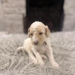 Rhett - White male Poodle puppy in Poplarville, Mississippi from Southern Belle Poodles