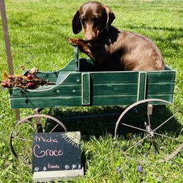Grace - Dachshund