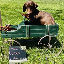 Grace - Dachshund