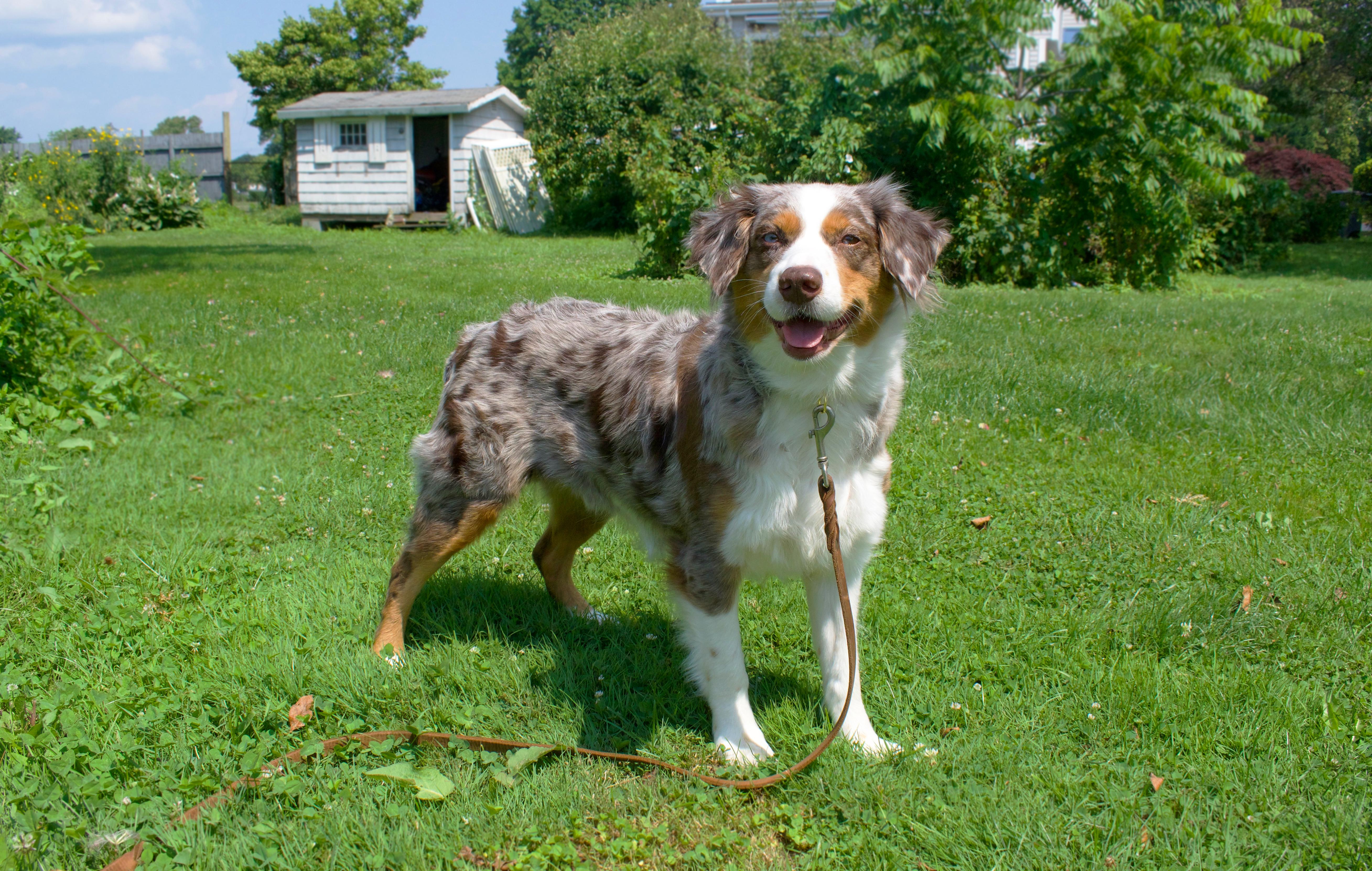 Tillie