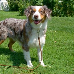 Tillie - Australian Shepherd