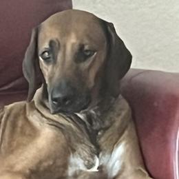 Easha - Rhodesian Ridgeback