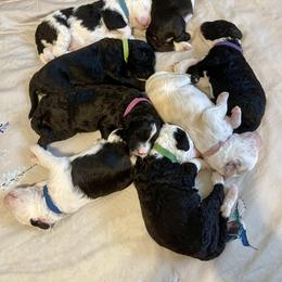 Sheepadoodle Puppies from Gainesville Sheepadoodles