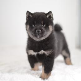 Kaori 💕 Black and Tan Girl - Black and tan female Shiba Inu puppy in Neosho, Missouri from Sunny Terrace Shibas